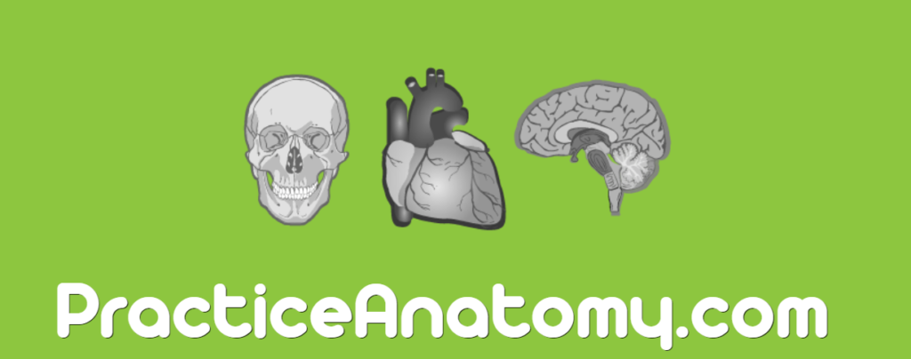 موقع PracticeAnatomy أحد مواقع تعليم التشريح