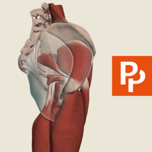 تطبيق Hip and Thigh