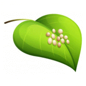 تطبيق Life cycle of silk worm‏