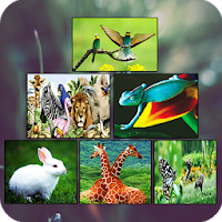 تطبيق Zoology Basics‏ أحد تطبيقات تعليم علم الحيوان بالانجليزي