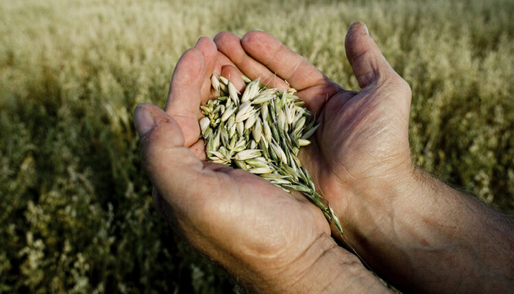 أفضل 11 قناة عربية لتعليم أساسيات الزراعة المنزلية من الصفر حتى الإحتراف