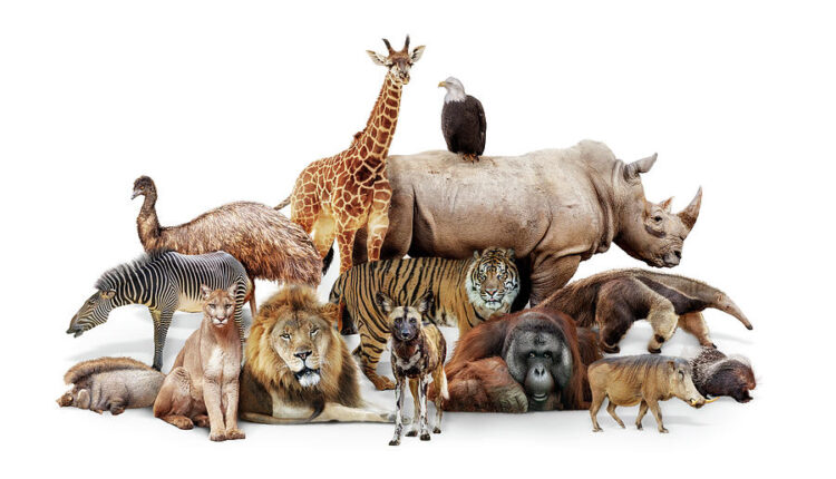 مراجعة تطبيق عالم الحيوانات للأطفال