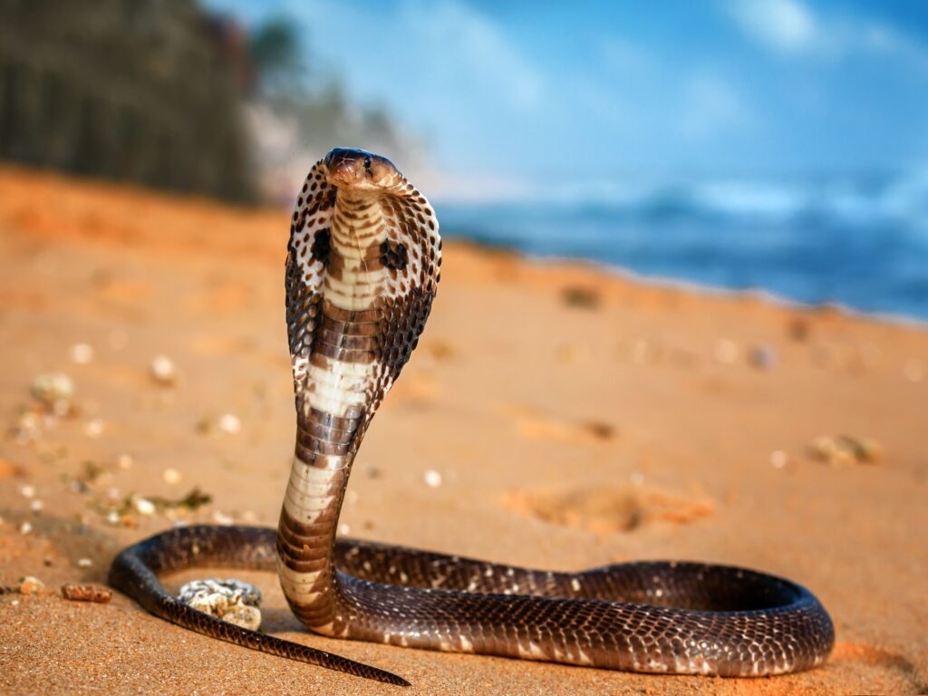 الكوبرا
