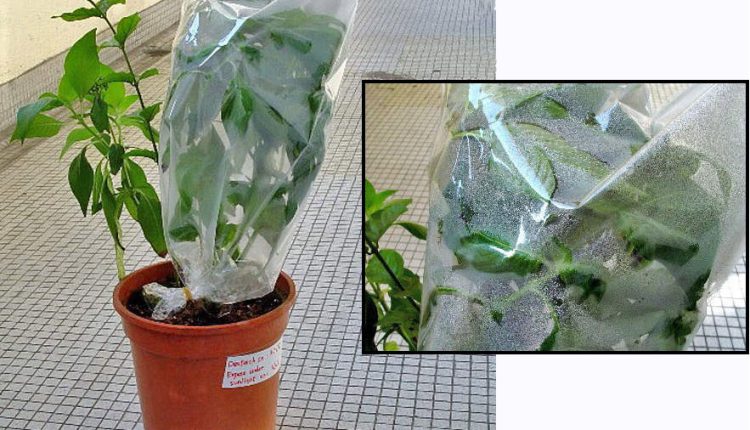 ظاهرة النتح في النبات