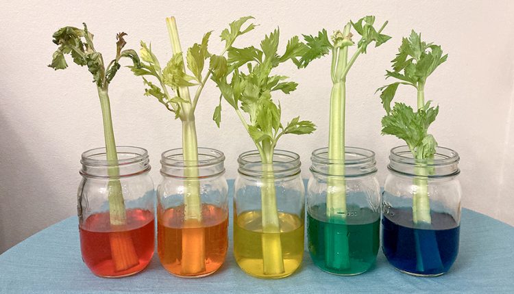 تعرّف على تجربة تغيير ألوان أوراق الشجر وطريقة عملها للأطفال بالخطوات