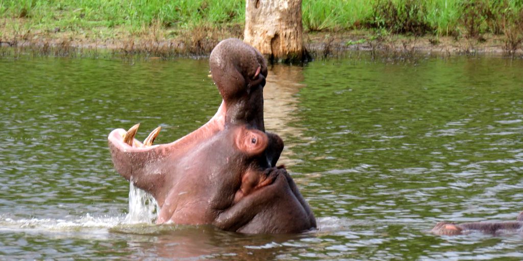 اين يعيش فرس النهر