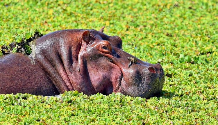 هيا نقرأ: أهم المعلومات والحقائق عن فرس النهر