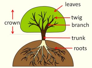 أجزاء الشجرة