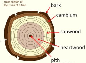 أجزاء جذع الشجرة