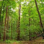 هيا نقرأ: معلومات وحقائق علمية عن الأشجار (Trees)! 1 trees 1