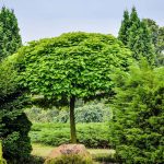 هيا نقرأ: معلومات وحقائق علمية عن الأشجار (Trees)! 2 الأشجار دائمة الخضرة
