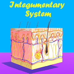 تطبيق Integumentary System