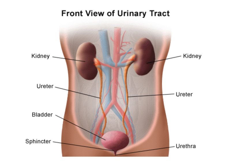 the-urinary-system