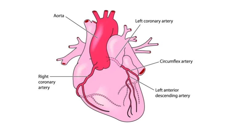 الشرايين التاجية تشريحها ووظيفتها في جسم الإنسان!