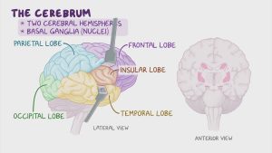 المخ (The Brain): تشريحه ووظيفته وكيف يعمل في جسم الإنسان!