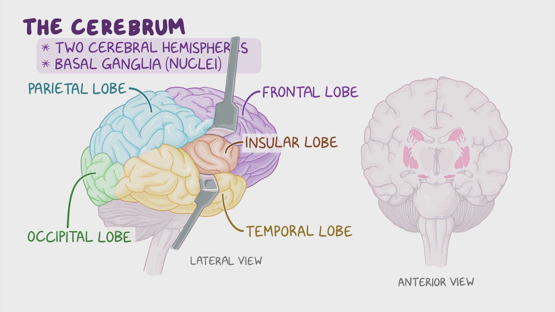 المخ (The Brain): تشريحه ووظيفته وكيف يعمل في جسم الإنسان!