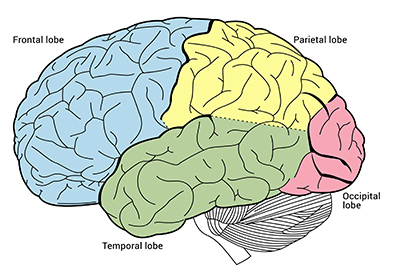 المخ (The Brain): تشريحه ووظيفته وكيف يعمل في جسم الإنسان!