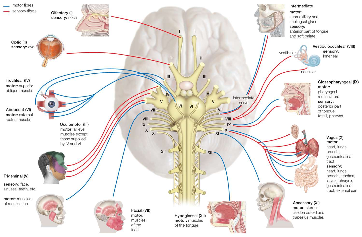 المخ (The Brain): تشريحه ووظيفته وكيف يعمل في جسم الإنسان!