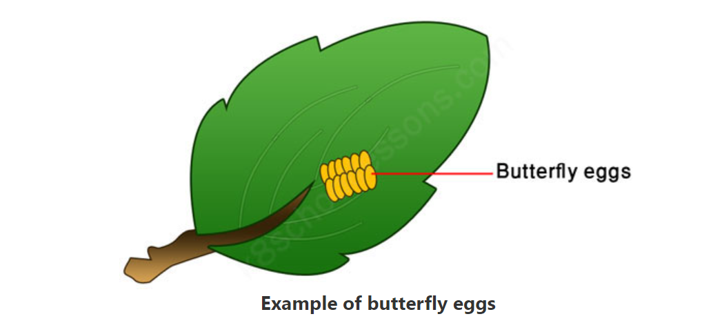 المرحلة الأولى: وضع أنثى الفراشة للبيض