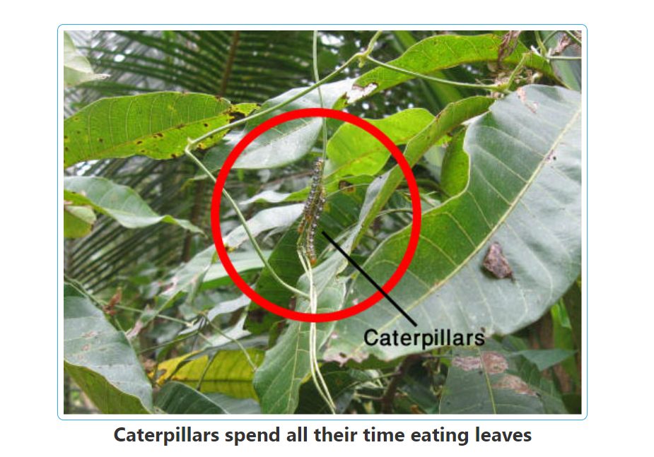 المرحلة الثانية: الفقس "الخروج من البيضة"