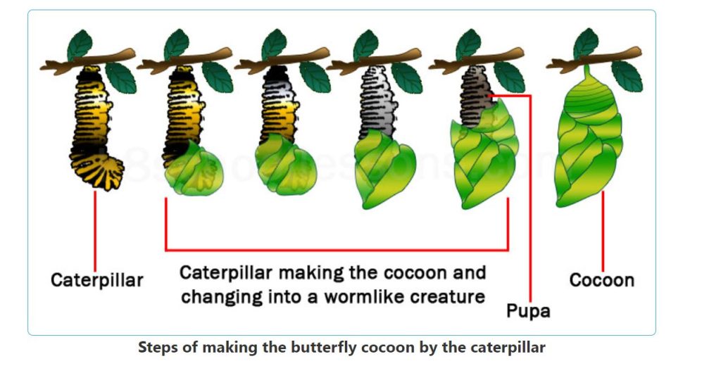 المرحلة الثالثة: الحشرة (الخادرة) والشرنقة