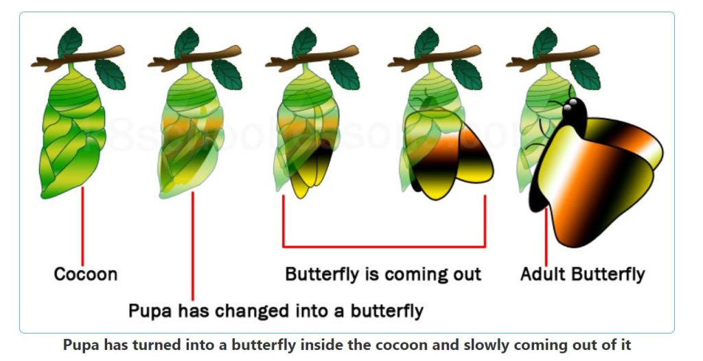 المرحلة الرابعة: الفراشة البالغة