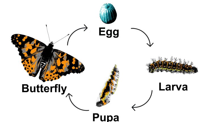 هيا نقرأ: دورة حياة الفراشة للأطفال!