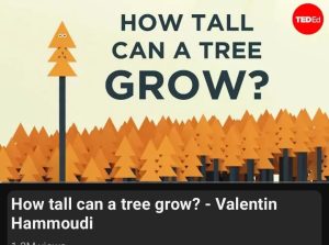 فيديو How tall can a tree grow