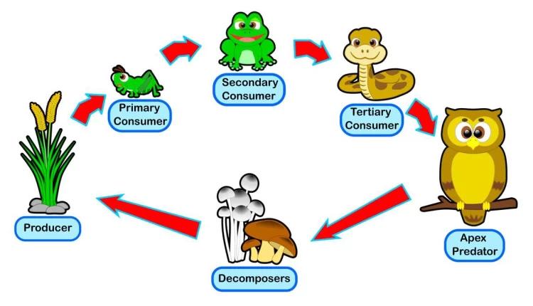 هيا نتعرَّف على السلاسل الغذائية (Food Chains) وشبكة الغذاء (Food Web)!