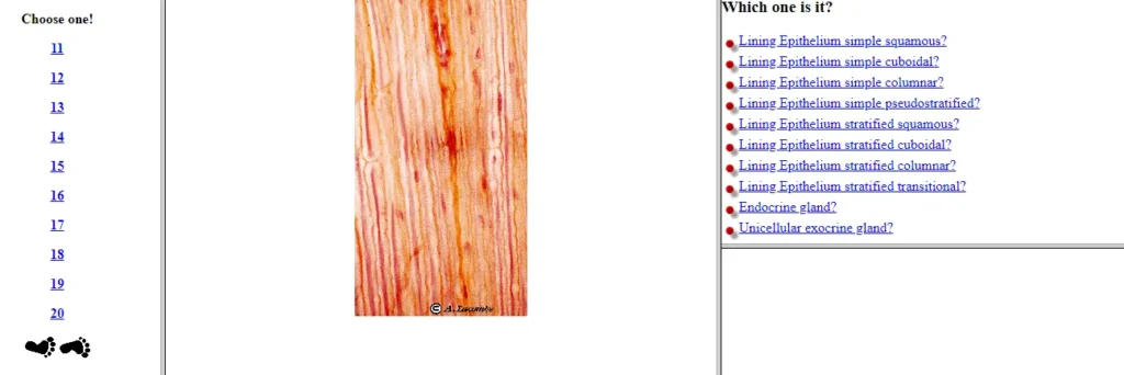 موقع Zoology لاختبار نفسك في علم الأنسجة
